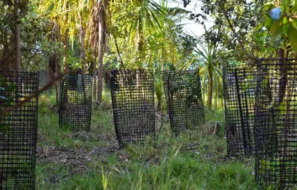 Looking after native seedlings