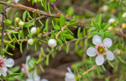 manuka planting case study