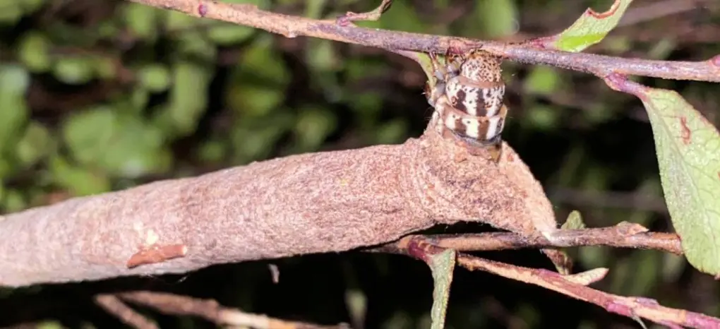 Caterpillar emerging from bag. Photo by Lee Harris, MPI.