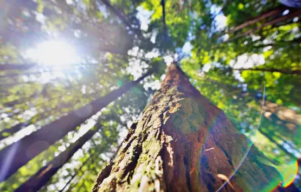 Forestry in Aotearoa teaser