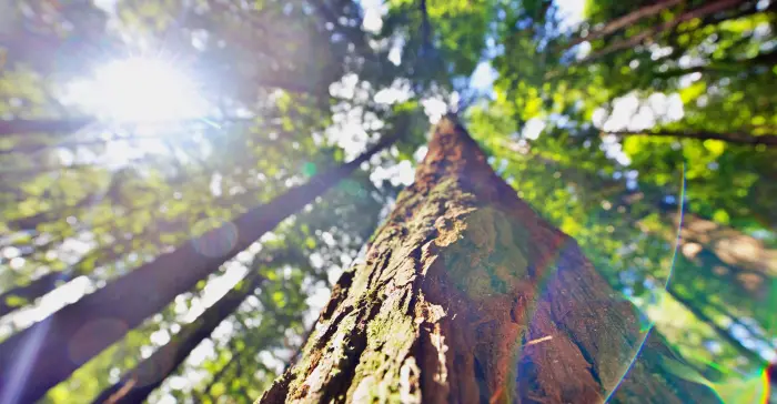 Forestry in Aotearoa teaser