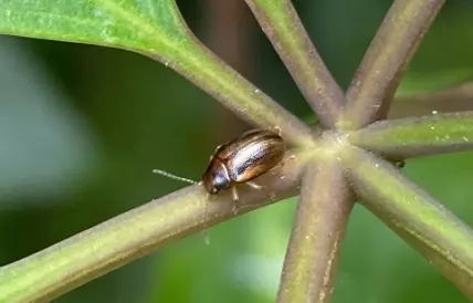 Native nursery pest insects
