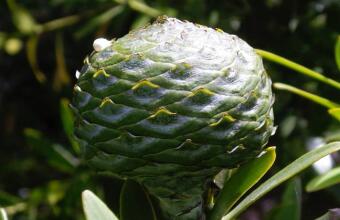 Photo of Kauri