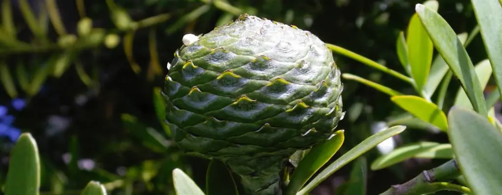 Agatha australis