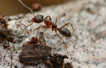 Photo of Argentine ant