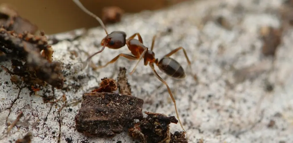 Argentine ant Elias Freyhof some rights reserved CC BY