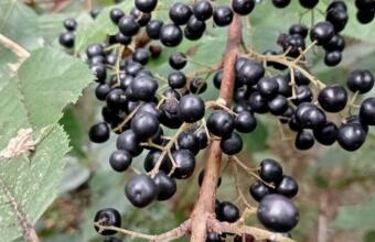 Photo of Wineberry