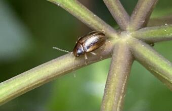 Photo of Bronze beetle (flea beetle)