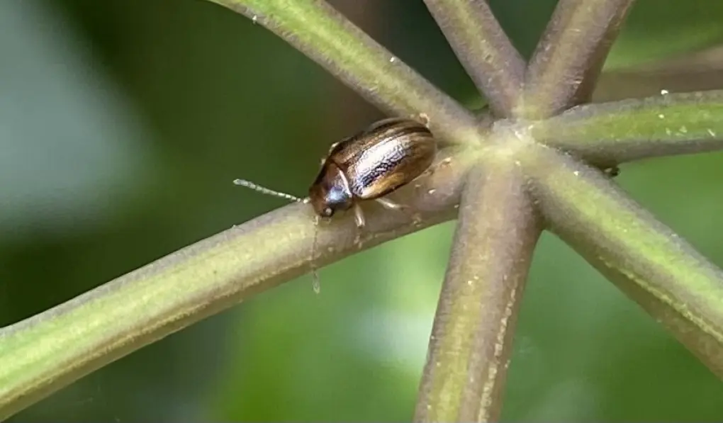 Bronze beetle