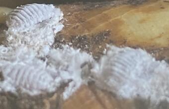 Photo of Cabbage tree mealybug