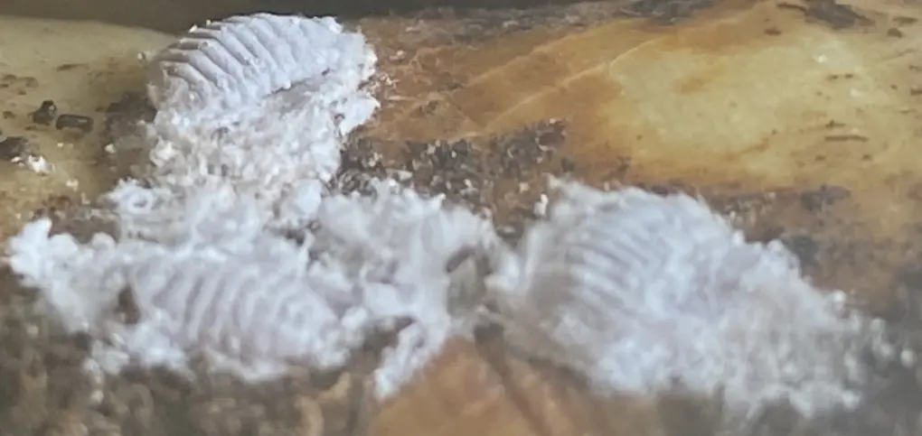 Cabbage tree mealy bug 2