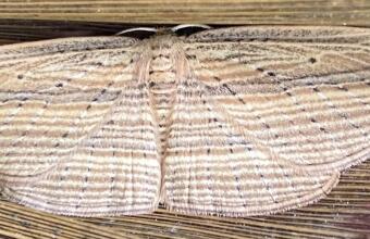 Photo of Cabbage tree moth