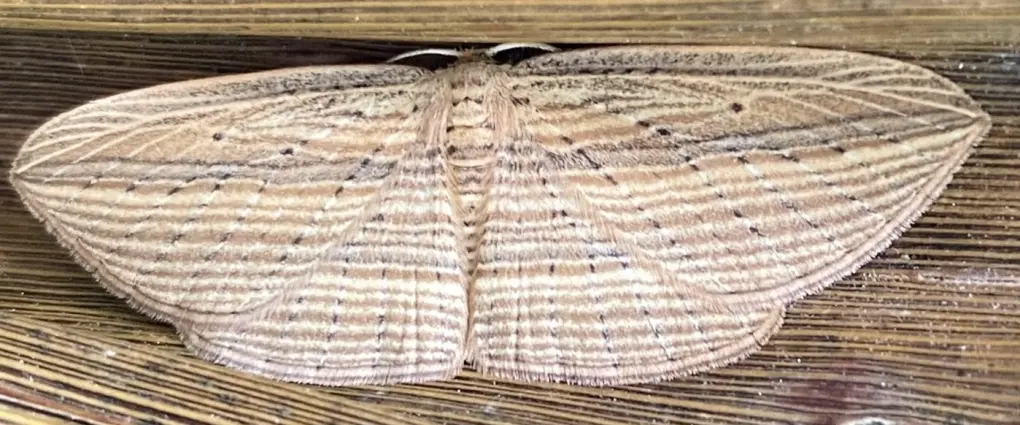 Cabbage tree moth edited