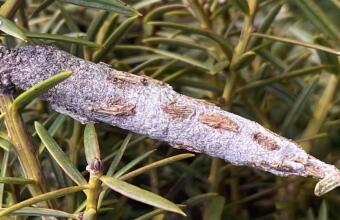 Photo of Common bag moth