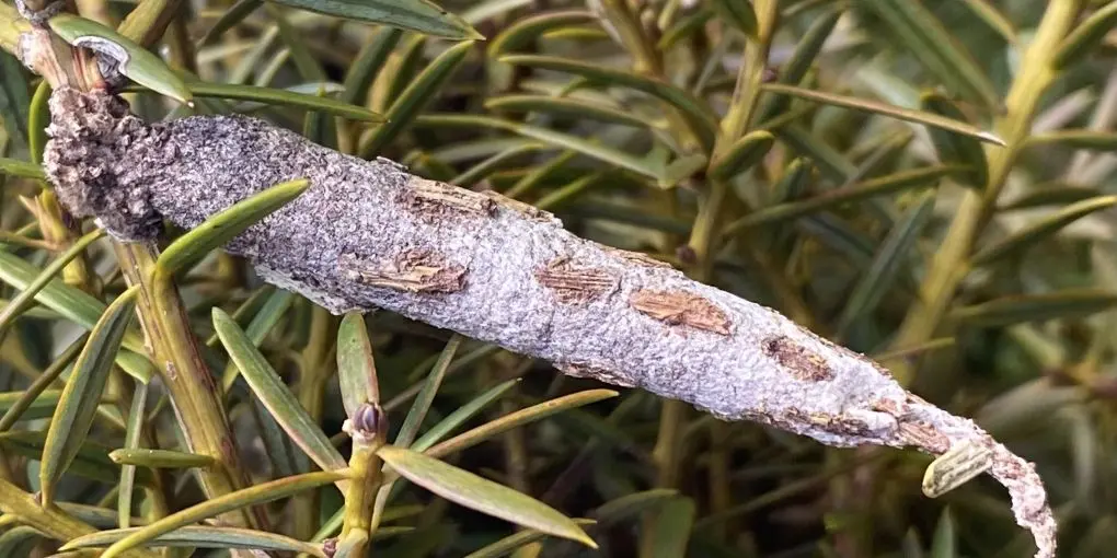 Common bag moth 2