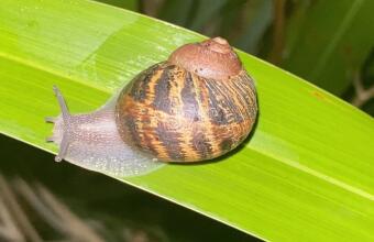 Photo of Slugs and snails
