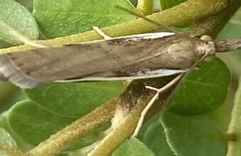 Photo of Common grass moth
