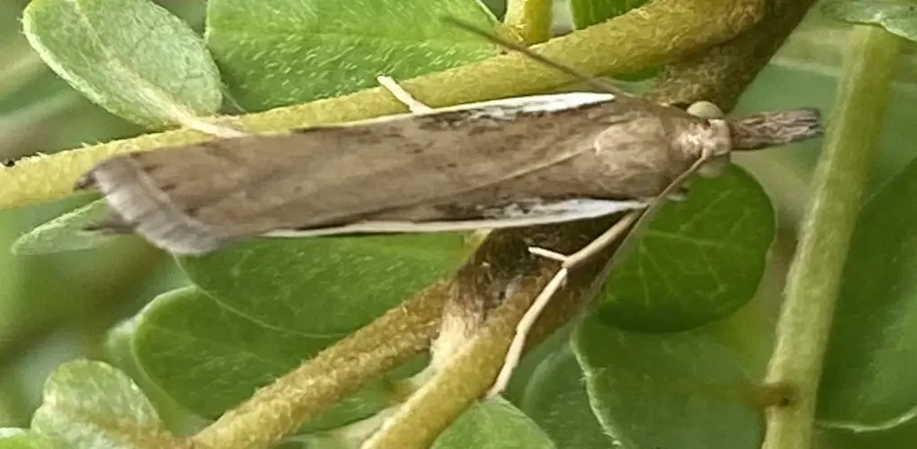 Common grass moth