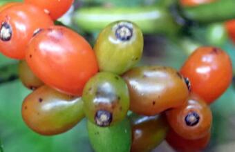 Photo of Large-leaved coprosma