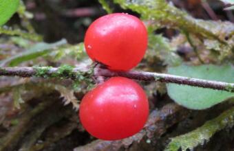 Photo of Round-leaved coprosma