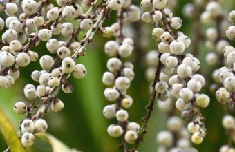 Photo of Cabbage tree