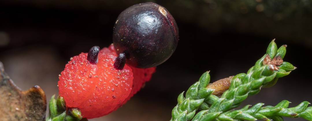 Dacrydium cupressinum red pine rimu