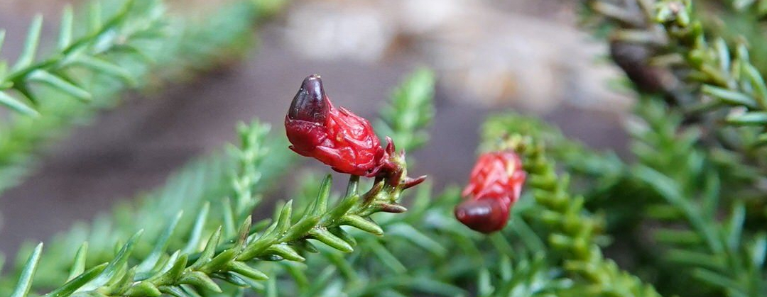 Dacrydium cupressinum