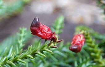 Photo of Red pine