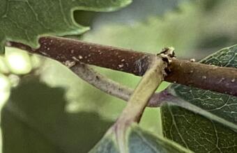 Photo of Eriophyid mite