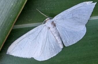 Photo of Flax looper moth (flax window maker)