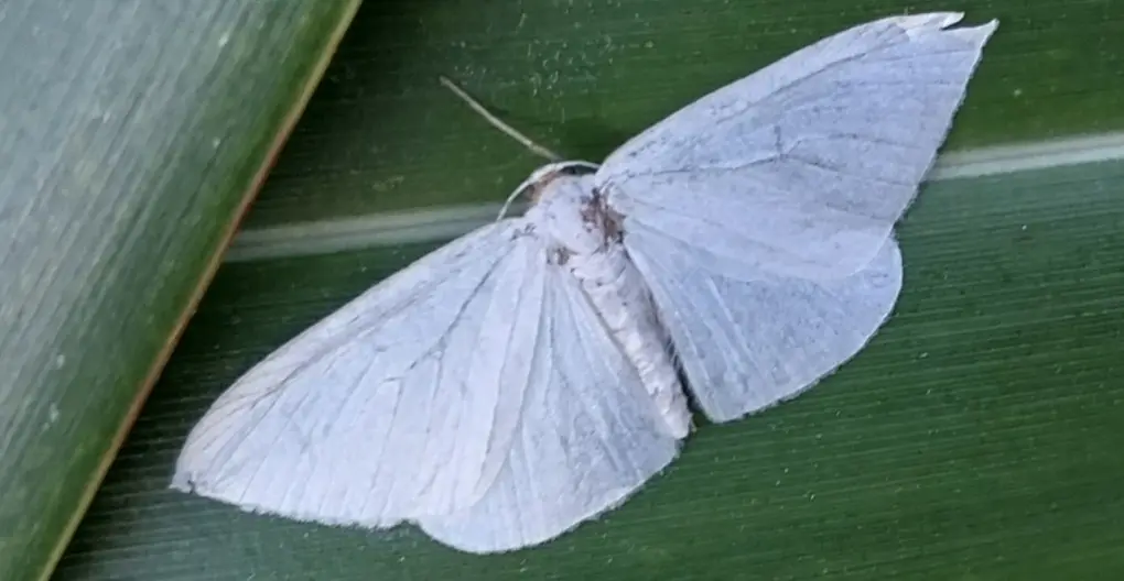 Flax looper moth kiwialli some rights reserved CC BY