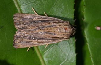 Photo of Flax notcher moth
