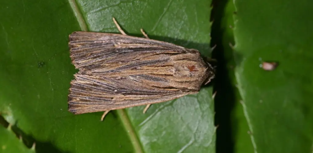 Flax notcher moth Christopher Stephens some rights reserved CC BY SA