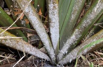 Photo of Flocculent flax scale