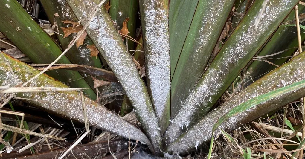 Flocculent flax scale