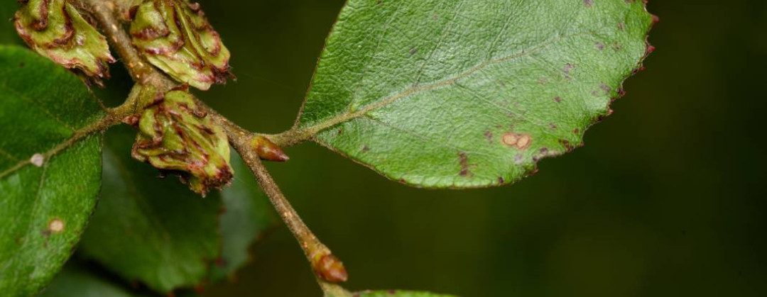 Fuscospora fusca