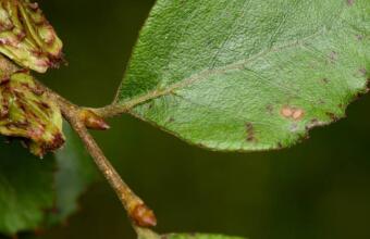 Photo of Red beech