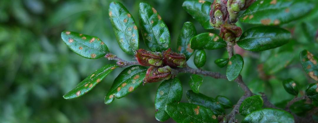 Fuscospora solandri