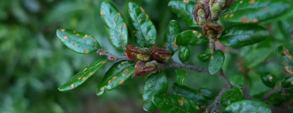 Fuscospora solandri