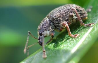 Photo of Weevil