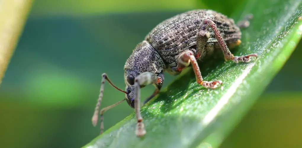Garden weevil   © Kyle Bland, some rights reserved (CC BY NC)