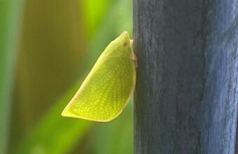 Photo of Green plant hopper (torpedo bug)