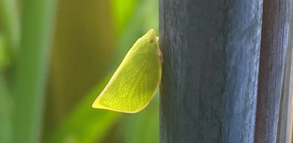 Green plant hopper 2