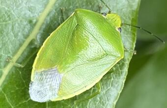 Photo of Green vegetable bug (stink bug, shield bug) 