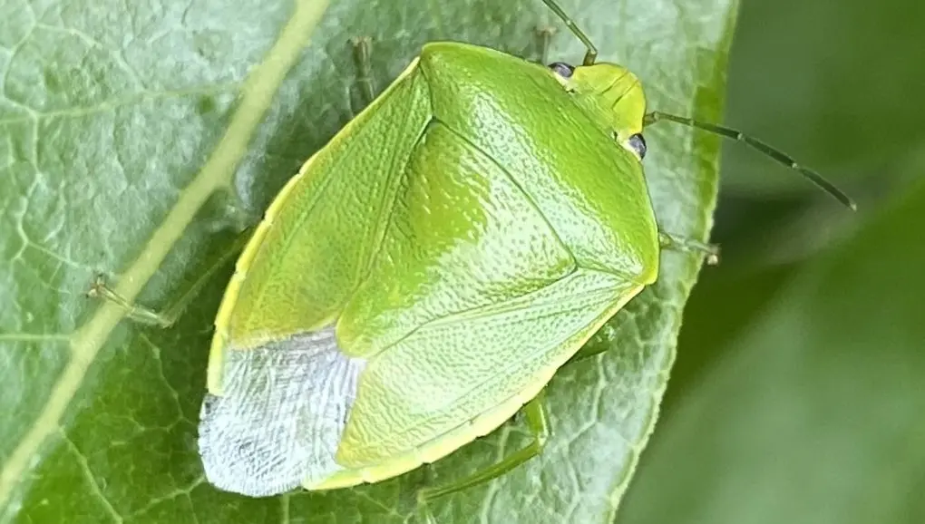 Green vegetable bug Edited