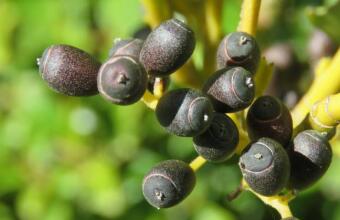 Photo of New Zealand broadleaf