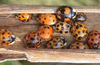 Photo of Harlequin ladybird