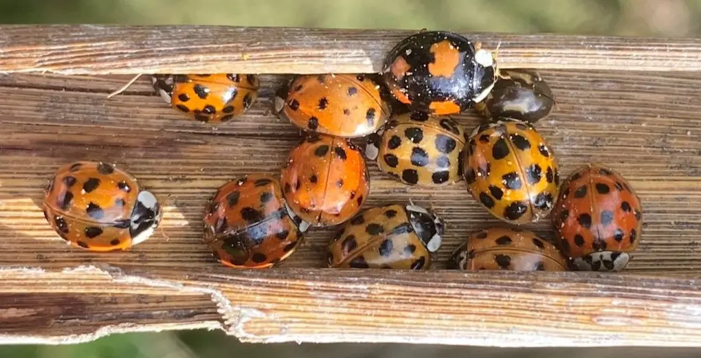 Harlequin ladybirds