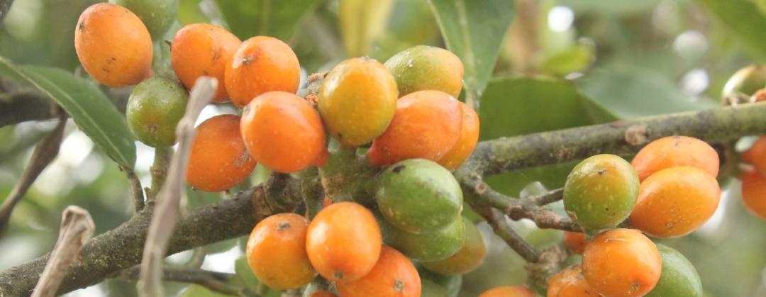 Hedycarya arborea