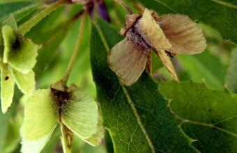 Photo of Narrow-leaved lacebark